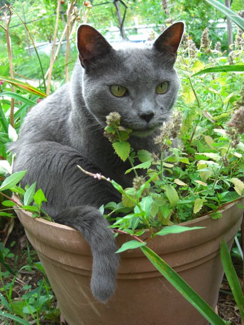 A large grey cat named Beauregard sitting in a pot of catnip.