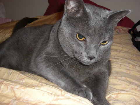 A big grey cat named Beauregard Jackson Pickett Burnside Yockey reposing on a bed.