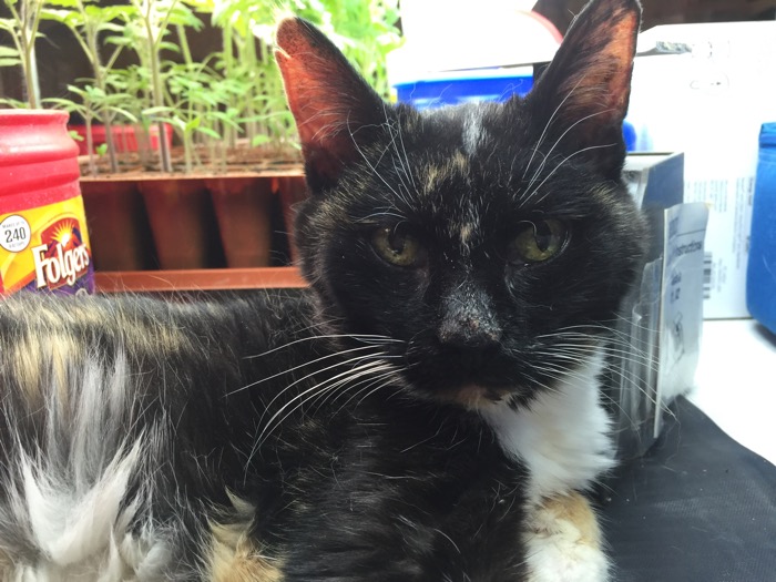 Ro-Ro, a 20-year-old calico cat, reposes on a seed warming mat in front of thriving young heirloom tomato seedlings. I am including this recent photo for its gloom-dispelling power.